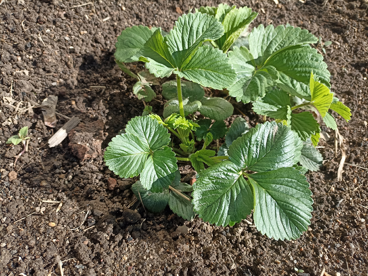 Уход за земляникой: прополка и рыхление. Фото автора