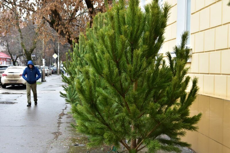 Фото: Гала Амарандо