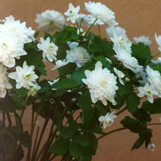 Anemonella thalictroides ‘White Bells’. Здесь и далее в статье фотографии из каталога Петерсов, за исключением одной оговоренной галереи.