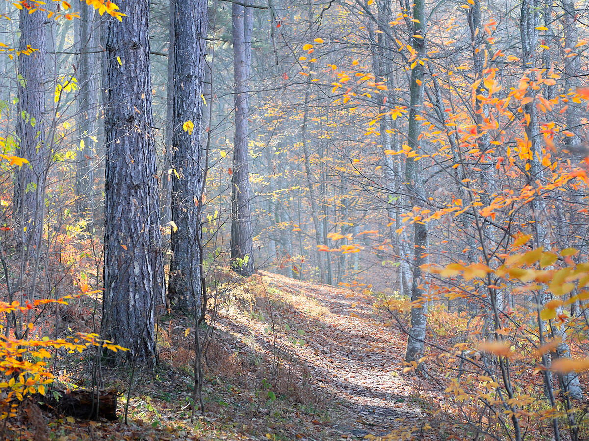 Сохранившиеся тропы