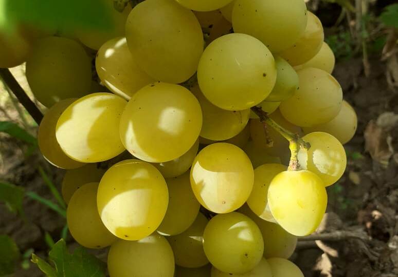 Опыт выращивания раннеспелых сортов винограда. Советы главного агронома