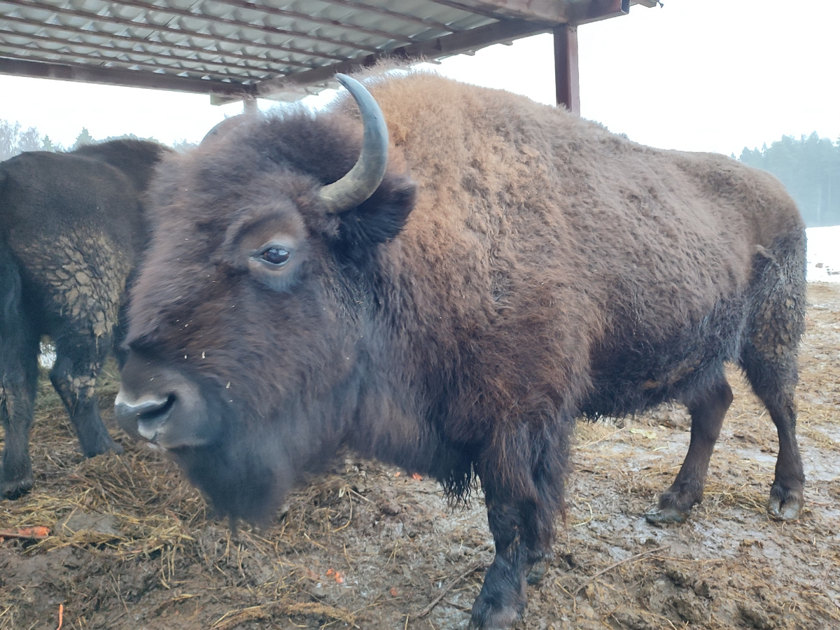 Зубробизон. 