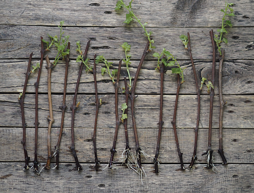 Черенки кустарников. Фото:https://greenbelt.ru/info/advices/kak-ukorenit-cherenki-kustarnikov-i-chto-delat-dalshe/