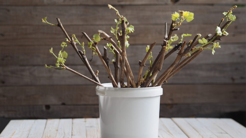 Размножение кустарников. Фото: shutterstock.com