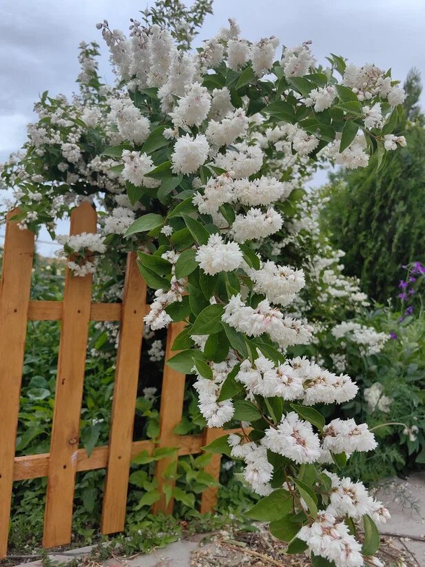 Дейция. Фото автора