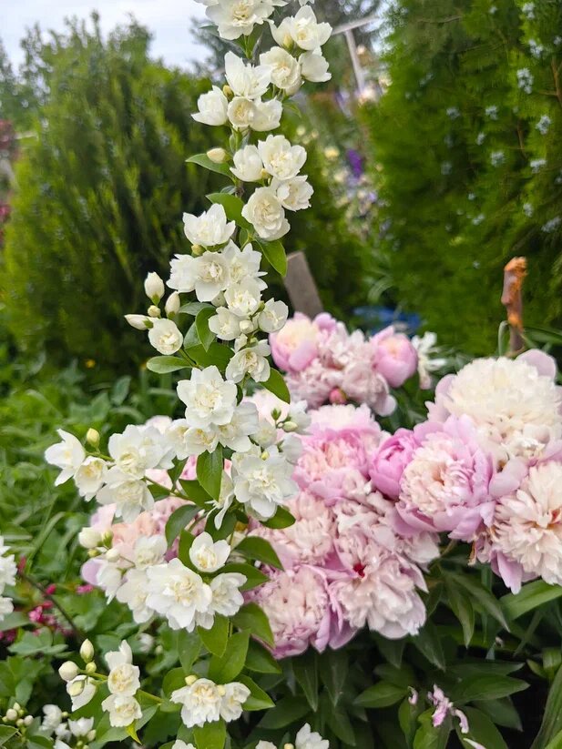 Жасмин на фоне туй и пионов. Фото автора 