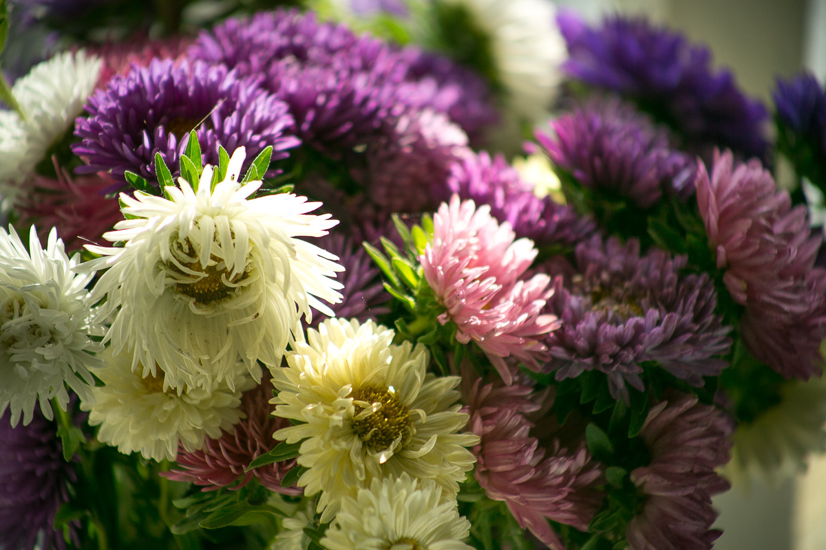 Автор Елена Якимова / Greenfingers