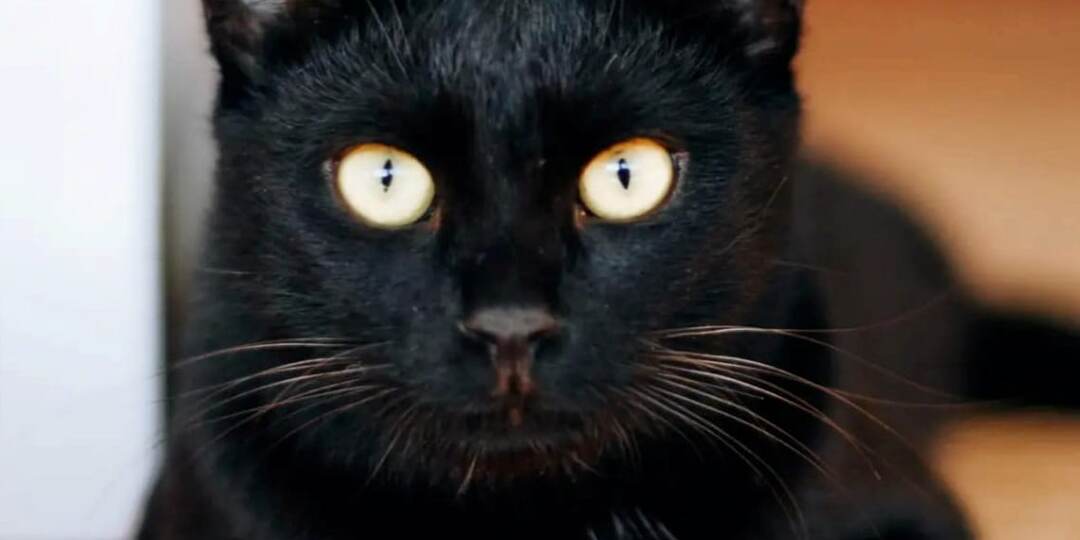 Котик, который приносит Счастье!