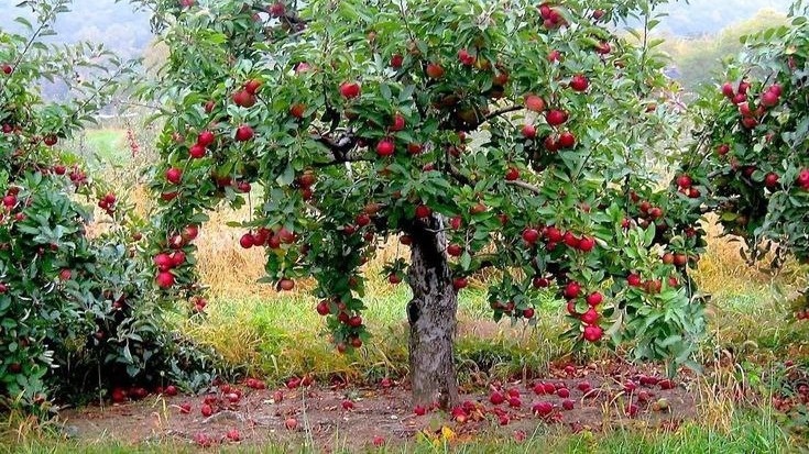 Фото с pinterest.com