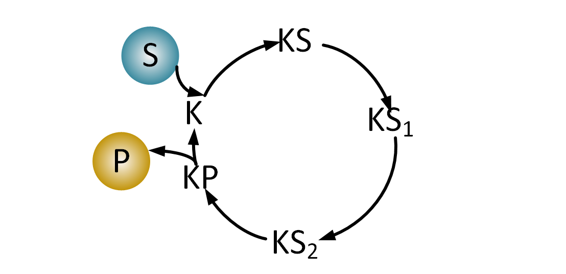Схематичное изображение простого каталитического цикла
