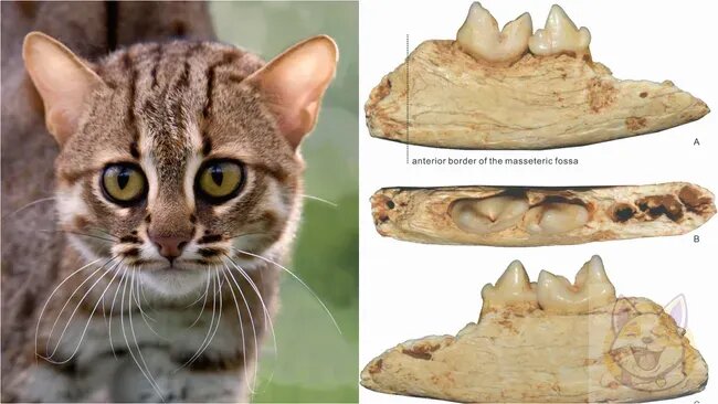 источник фото: https://www.livescience.com/animals/extinct-species/worlds-tiniest-cat-was-a-palm-sized-tiddler-that-lived-in-china-300-000-years-ago