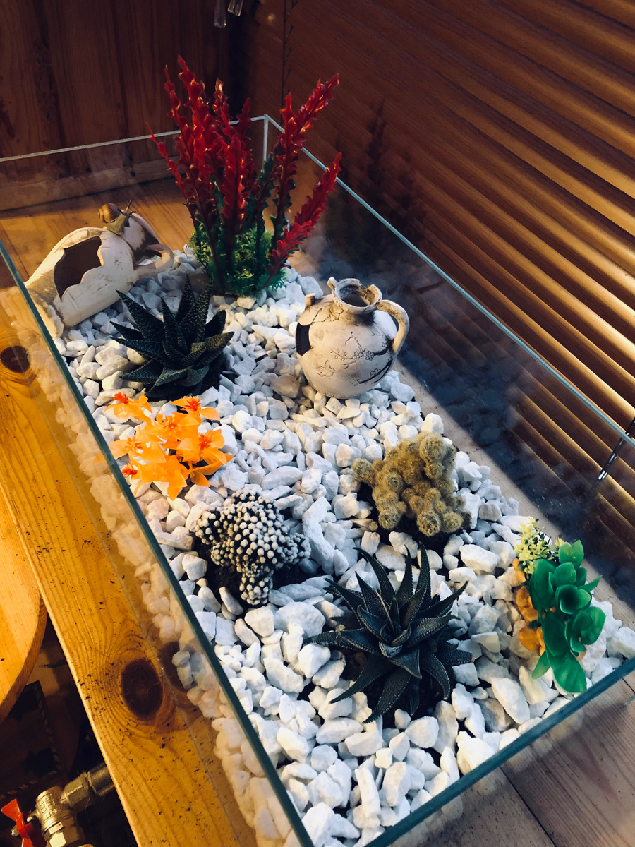 Мой флорариум четыре года назад. Везде фото автора.