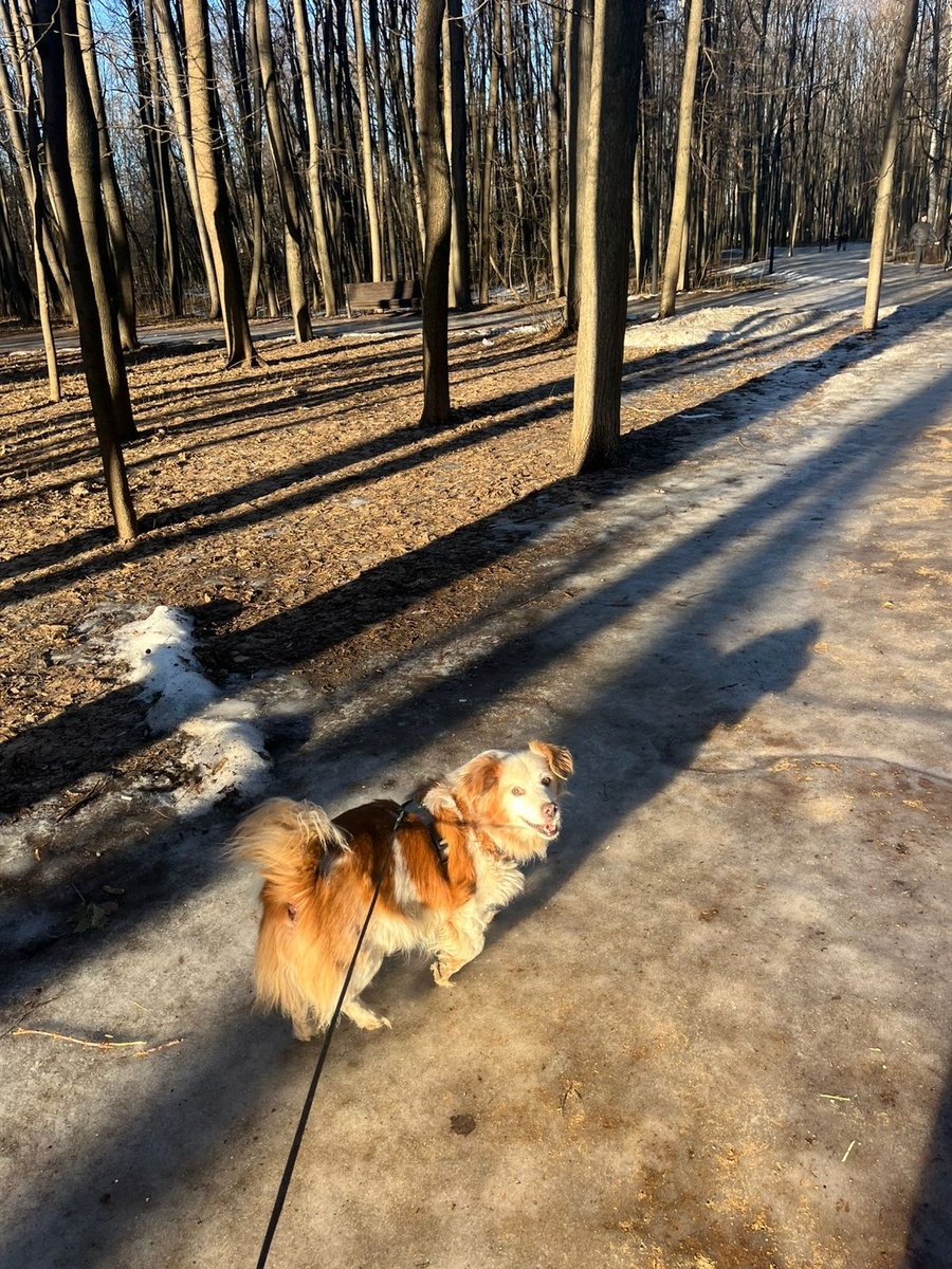 Солнечный зайчик 