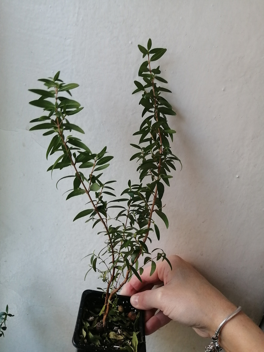 Мирт. Уже не маленький, но ещё не деревце