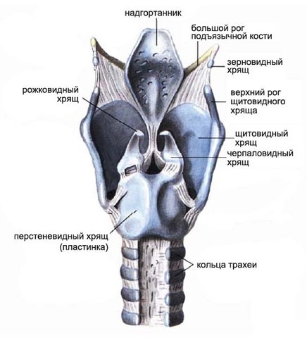 Анатомия гортани