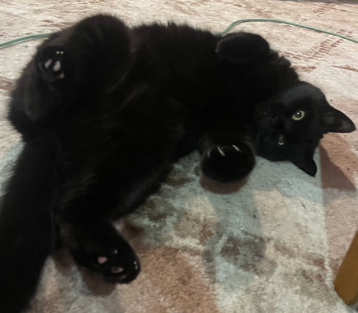 Мой главный наблюдатель) Отдыхала с нами все праздники.