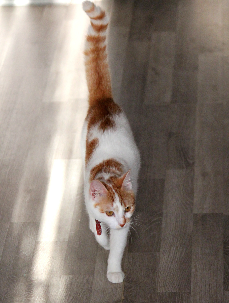 Бегу, спотыкаюсь!!!