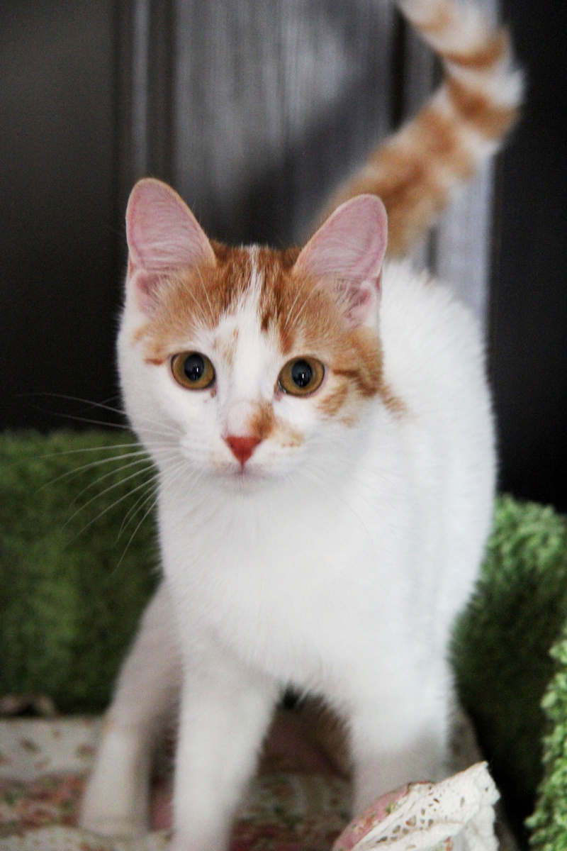 Говорят, что внешность обманчива, но не в случае с Элис