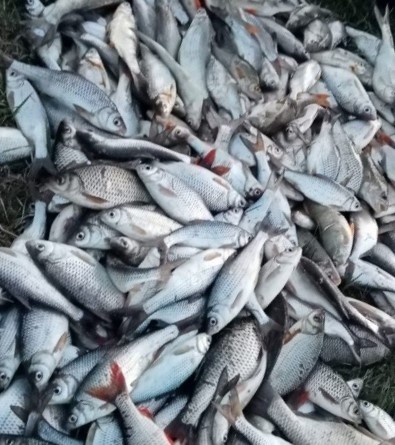 Волга, Астрахань,вобла, штраф.