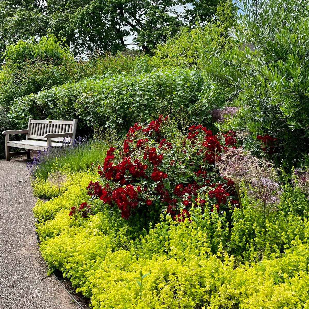 Роза ‘Suffolk’ (‘Bassino’)