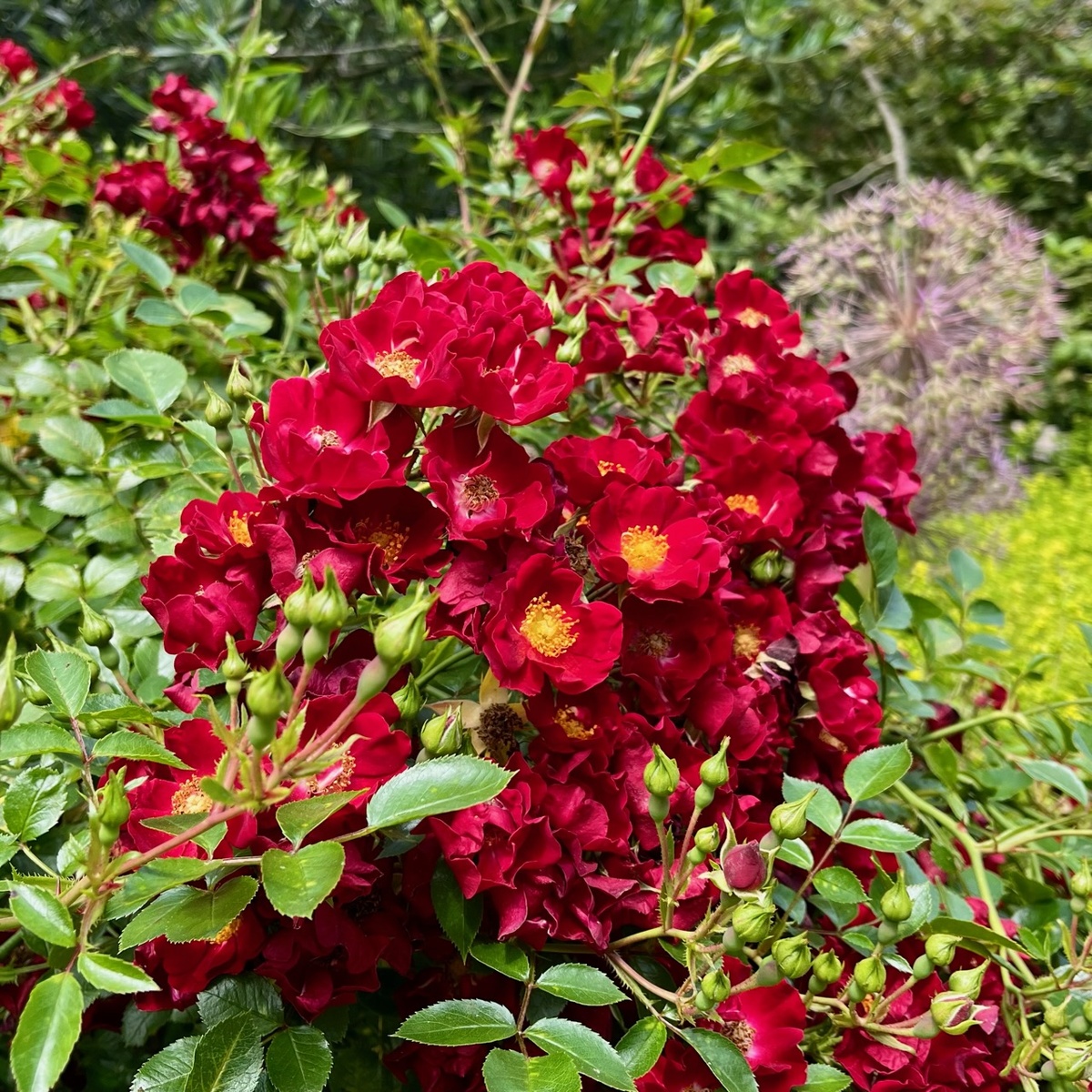 Роза ‘Suffolk’ (‘Bassino’)