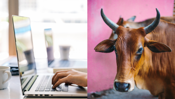 Если на все вопросы напишешь "Му", то сразу проходишь!