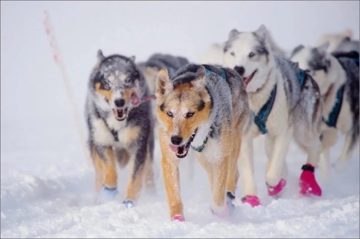    Впервые на фестивале «Берингия» пройдет гастрономический фестиваль