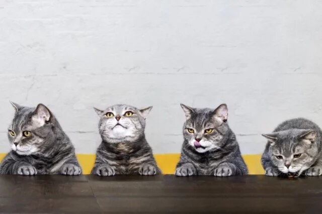    Сколько выражений морды бывает у кошек?