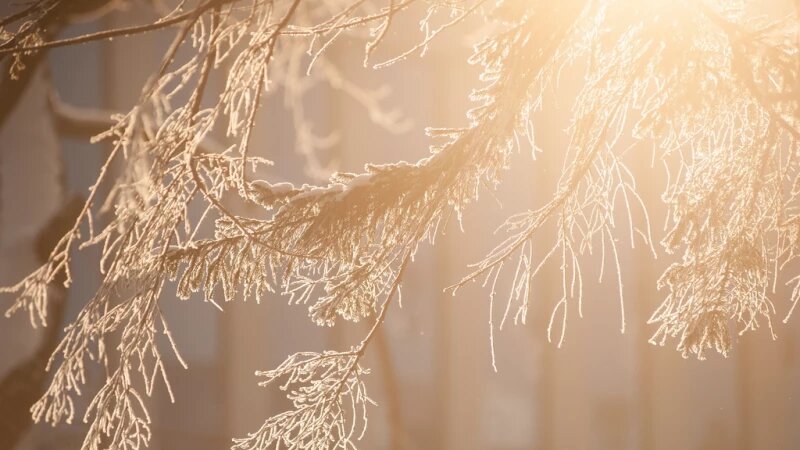     Зима в Барнауле. Дмитрий Лямзин