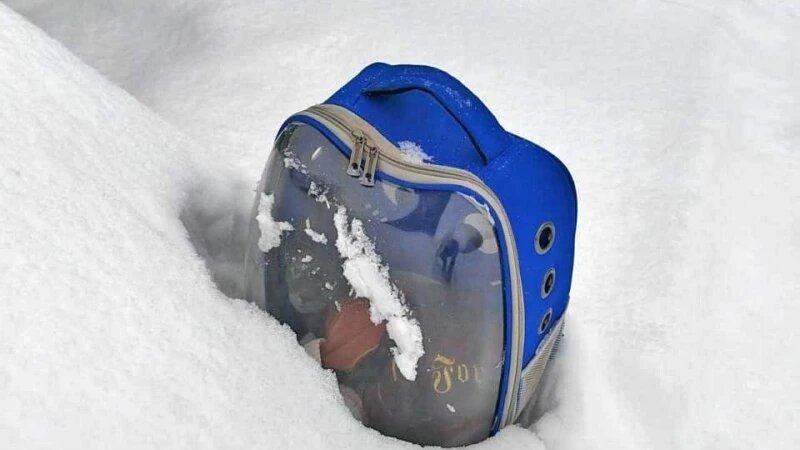     Брошенный кот-сфинкс в Новосибирске. ВК группа «ЧП Новосибирск»