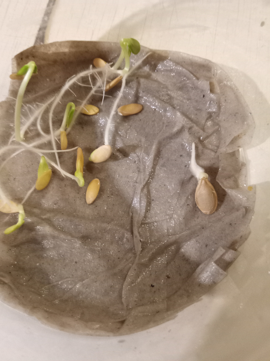 Слева дыня, справа одно семечко Грошика. 😜