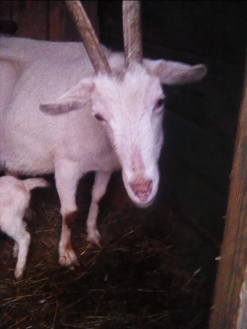 Фото автора.Та самая долгожитель Белка.