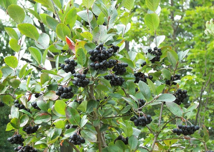 Черноплодная рябина / Арония Мичурина
