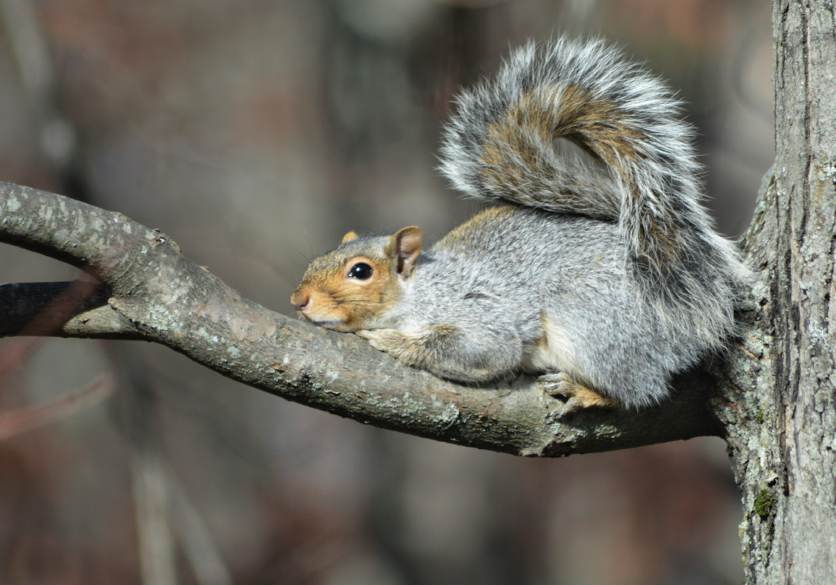 Каролинская белка за моим домом (фото автора).
