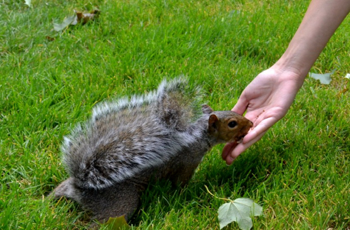 Мое первое знакомство с одной из белок-американок в Бостоне ))