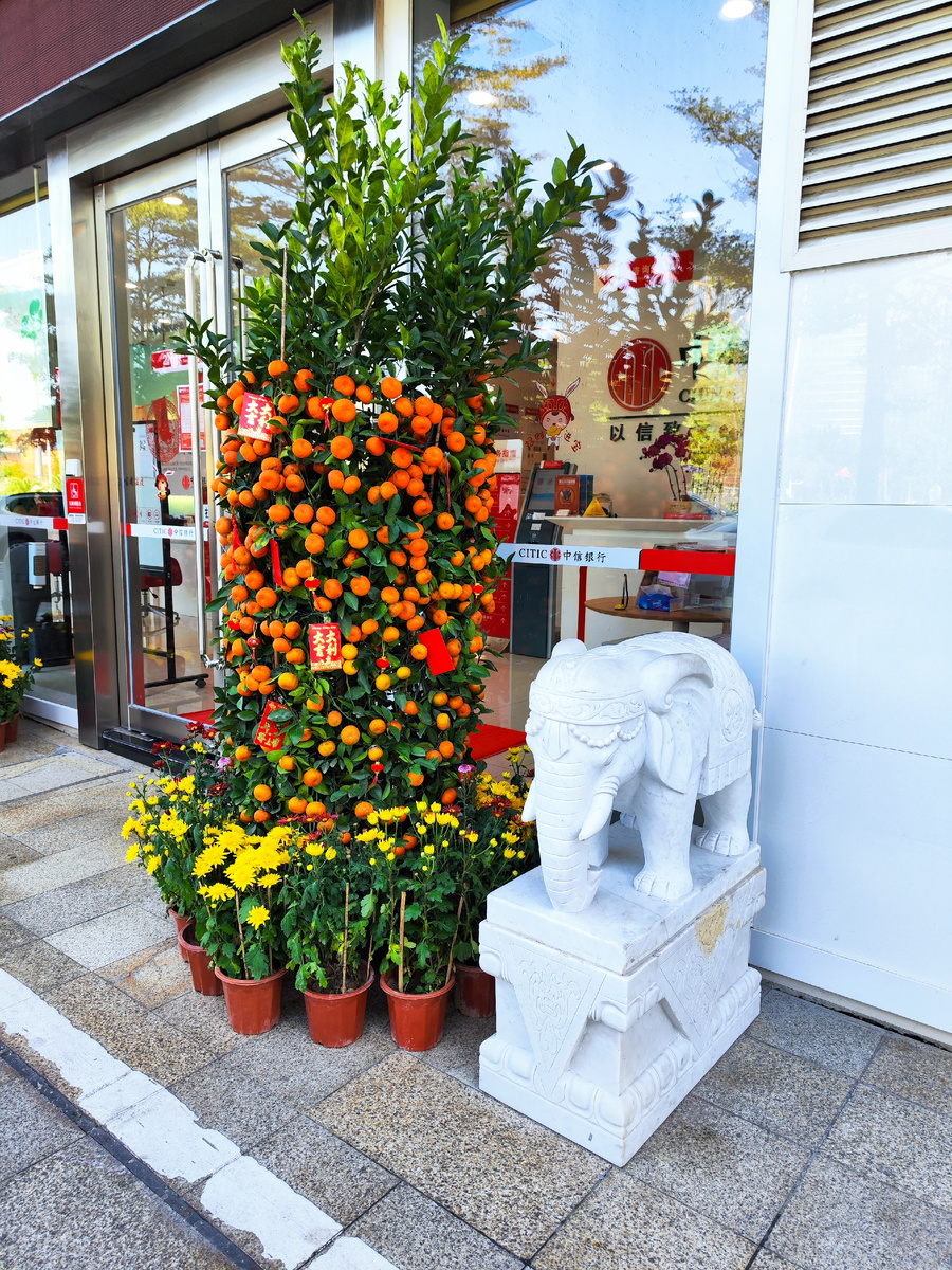На фотографии Мандариновое дерево - альтернатива нашим новогодним елкам