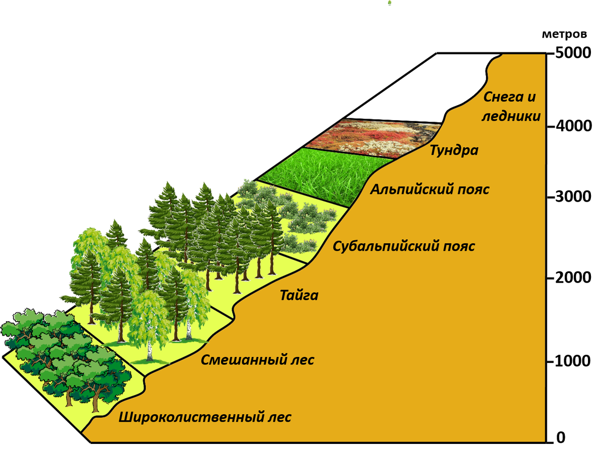 Высотная поясность