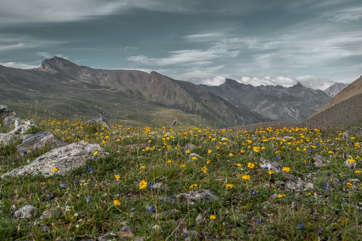 Альпийский пояс