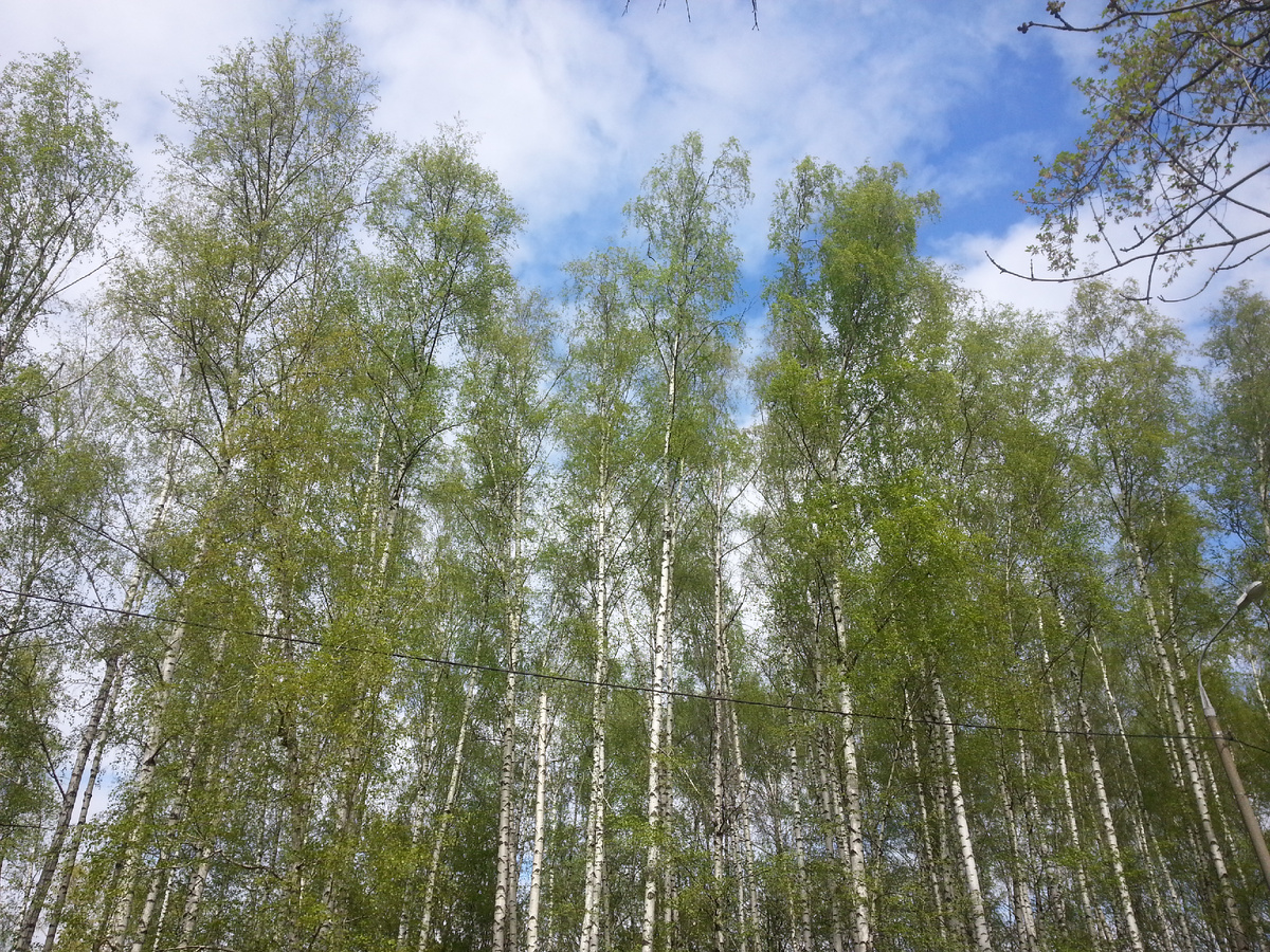 Грехи, как корни деревьев... И чтобы искоренить один, много трудов потребуется