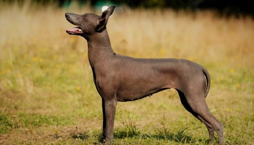 Легенда гласила, что сам бог создал их, чтобы они охраняли людей на земле