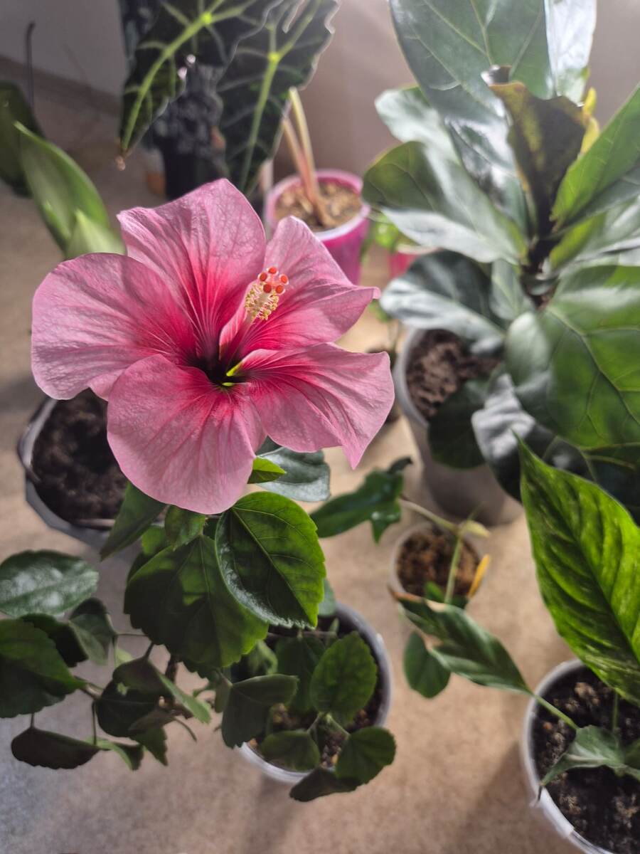 Цветение моего гибискуса