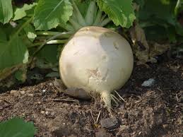 Яндекс. Картинки