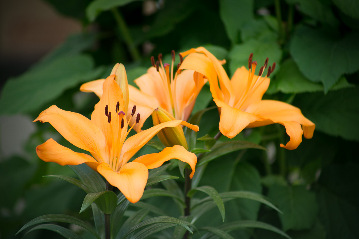 Автор Елена Якимова / Greenfingers