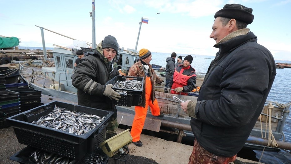    Вылов корюшки в Финском заливе Автор фото: Лидия Верещагина