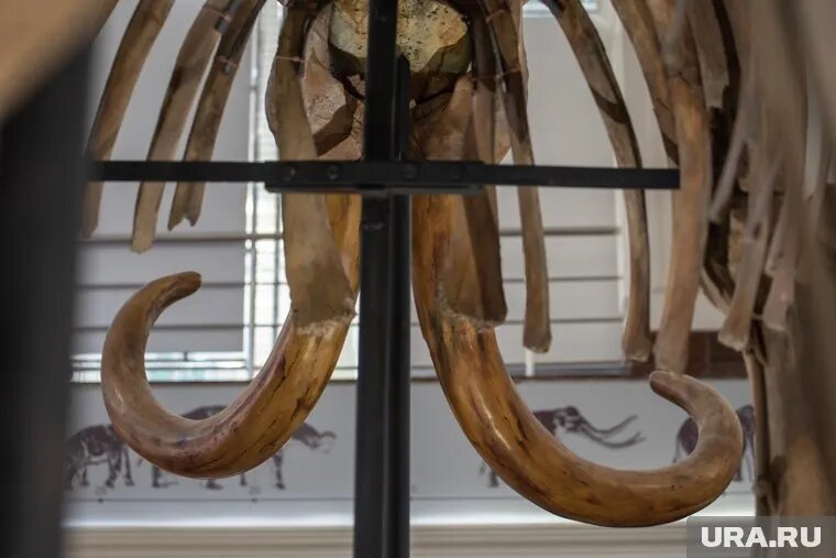 Останки мамонта Тадибе передали ученым, архивное фото. Фото: Илья Московец © URA.RU