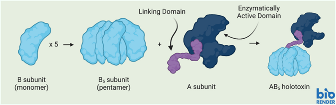 Бактериальные токсины AB5 состоят из 5 отдельных связывающих (B) субъединиц, которые после сворачивания самособираются в стабильный пентамер. Активная субъединица (А) имеет 1 ферментативно активный домен и еще один, который связывает этот активный домен с пентамером, нековалентно "сидя внутри" отверстия пентамера. Иллюстрация: Overgaard, E. (2025) https://BioRender.com/a73r086 