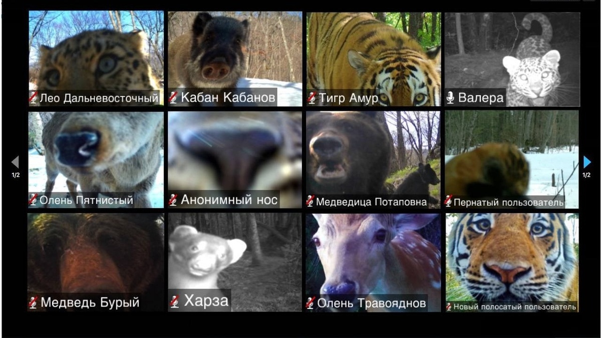     Источник: amurleo_land