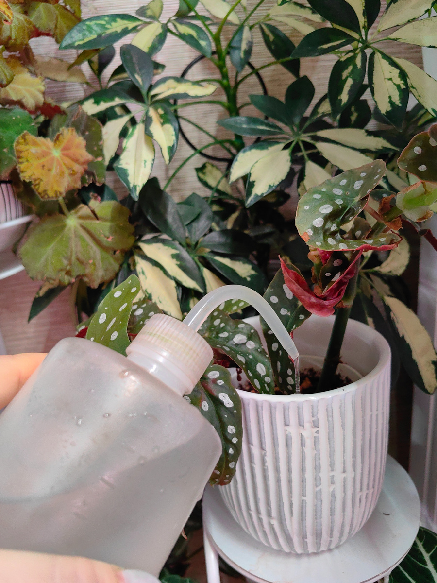 Полив цветов.