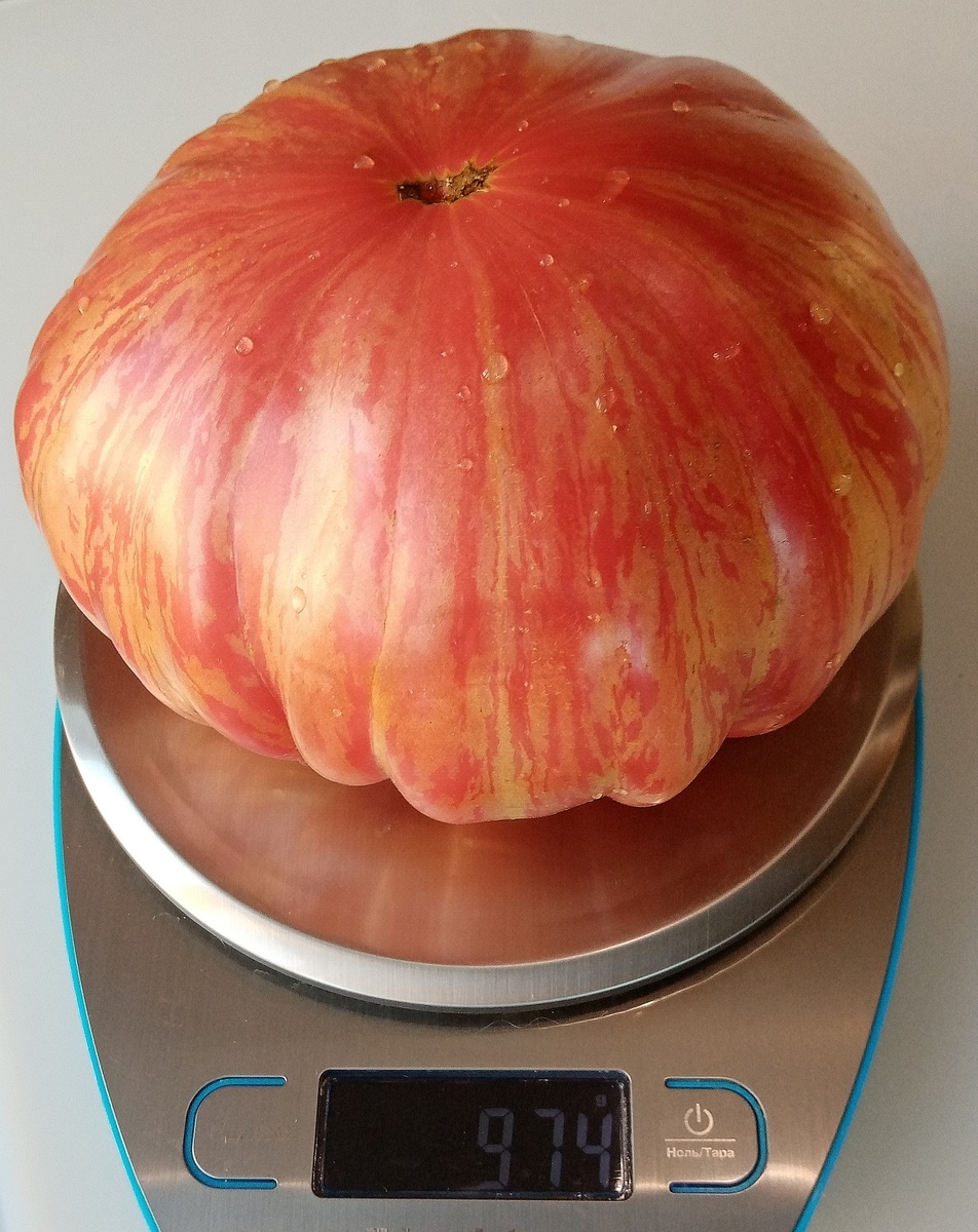 Фото автора. Плод весом 974 грамма был на выставке и занял Приз зрительских симпатий.