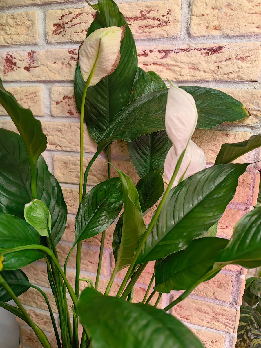 Спатифилум